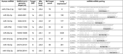 Human MicroRNAs Interacting With SARS-CoV-2 RNA Sequences: Computational Analysis and Experimental Target Validation